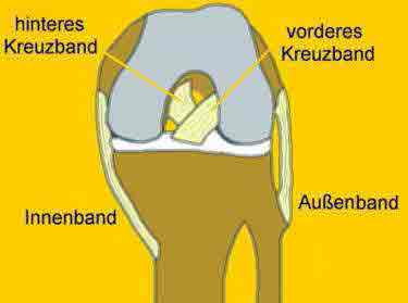 © arthrex.com - Schematische Übersicht über den Bandapparat im Kniegelenk